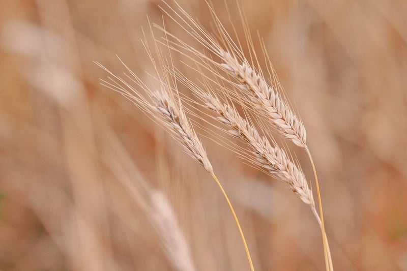 Nature's Bounty
